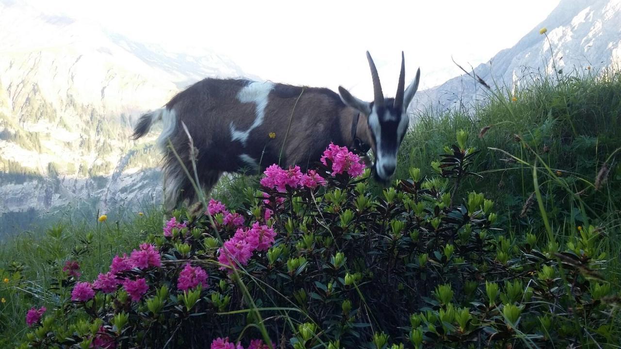 Appartamento Bergdohle Adelboden Esterno foto