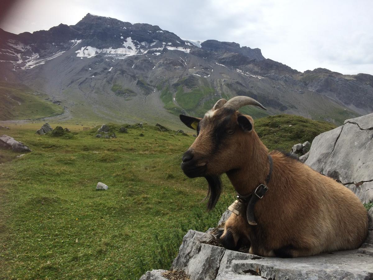 Appartamento Bergdohle Adelboden Esterno foto