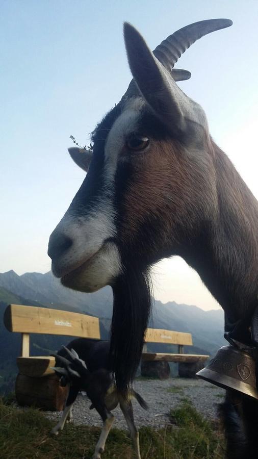 Appartamento Bergdohle Adelboden Esterno foto